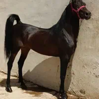 اسب سواری دار