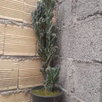 گل صخره ای