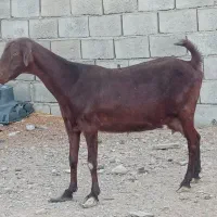 بز مری