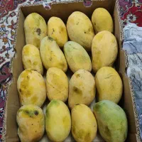 انبه درشت و خوش طعم و تازه