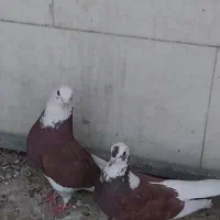 کبوتر پرشی دولاب سرور و ابلق