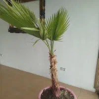 گل باد بزن نخلی