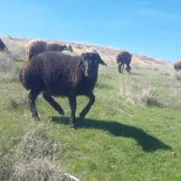 بره چاق کبابی