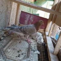 کفتر|پرنده|لنجان, |دیوار