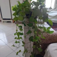 گلدان پتوس پربرگ و شاداب