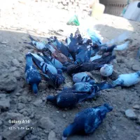 کفتر کبوتر گمشده