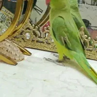 طوطی ملنگو