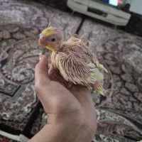 جوجه عروس هلندی