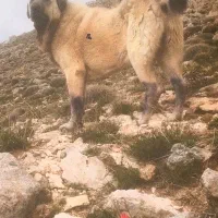 سگه عراقی یا پژدر فی ۶۰