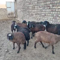 بره ماده میش قوچ بز