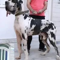 سگ واگذاری گریت دین گریدین خالص