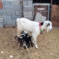 بز زاییده سه قلو میش