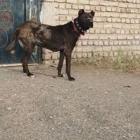 زاوه. باخرز