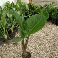 فروش انواع گلهای آپارتمانی