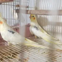 عروس هلندی دوکت