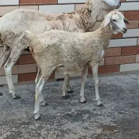 2عددبره ماده زه کرده وزه نکرده 2عددنری وگیسه