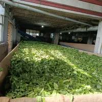 نیروی آقا جهت کار دائمی در کارخانه چای