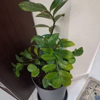دوعدد گلدان