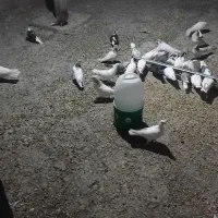 کبوتر