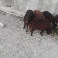 بره