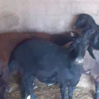 شیشک دو دندون