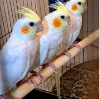 عروس هلندی