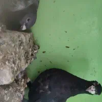 کبوتر