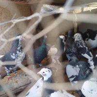 ۳۰ عدد کفتر بهبهانی و پلاکی