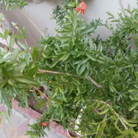 2عدد درخت انار زینتی