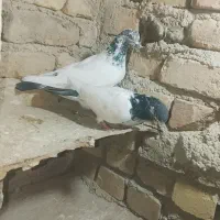 شازده تهرانی پرشی