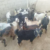 بزغاله