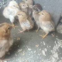 جوجه دو هفته ای محلی