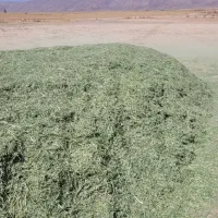 یونجه خرد شده