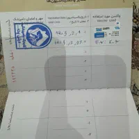 سگ پامر