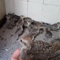 جوجه بلدرچین، لاکنولدر وبراکل سیلور