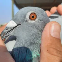 کبوتر عراق از مربی محمد سالم