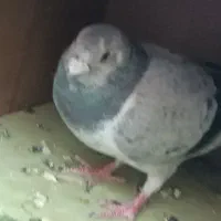 پرنده