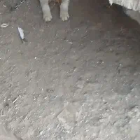 توله سگ شتزو