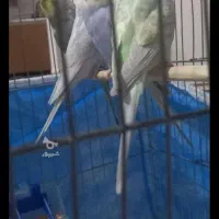 یک جفت مرغ عشق با دوجوجه بالغ