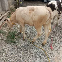 ترمینال گوساله