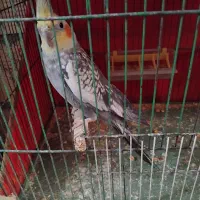 عروس هلندی