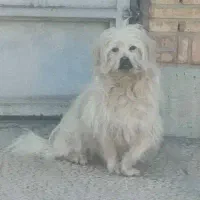 واگذاری سگ. توضیحات را بخوانید