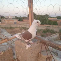 کبوتر بلژیکی