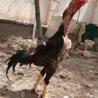 لاری|حیوانات مزرعه|شهریار, شهرک بهاران (ویره)|دیوار