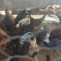 خروس جهت قربانی و نگهداری