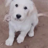 سگ پشمالو