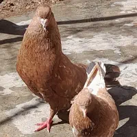 نر کله ای|پرنده|امیدیه, |دیوار