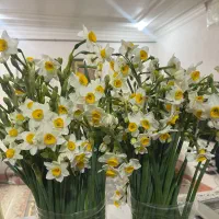 نرگس تازه و معطر