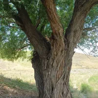 خرید ریشه چوب درمکان