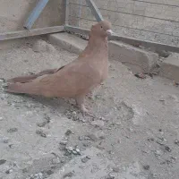 کبوتر سرور